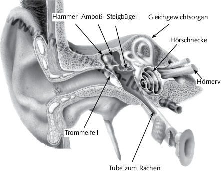 querschnitt ohr und hoerorgane